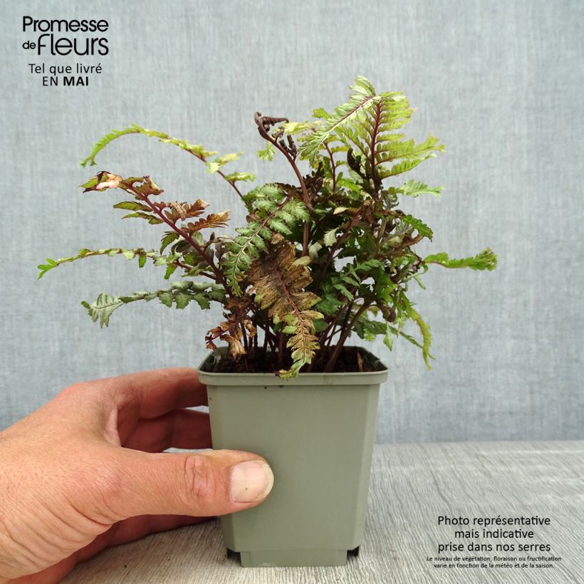 Exemplar von Athyrium niponicum Crested Surf - Regenbogenfarn Kleine Töpfe von 8/9 cm wie im Frühjahr geliefert