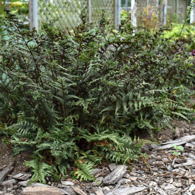 Athyrium niponicum Crested Surf - Regenbogenfarn (Wuchs)