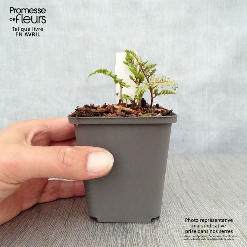 Exemplar von Athyrium niponicum Ursula's red - Regenbogenfarn Kleine Töpfe von 8/9 cm wie im Frühjahr geliefert