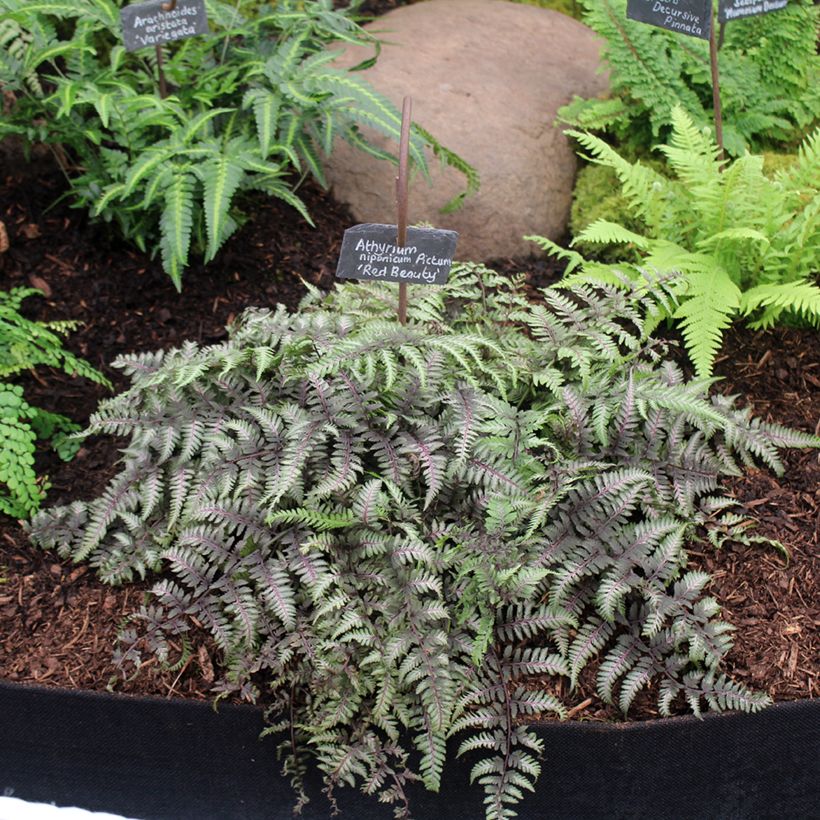 Athyrium niponicum var. pictum Red Beauty - Regenbogenfarn (Wuchs)