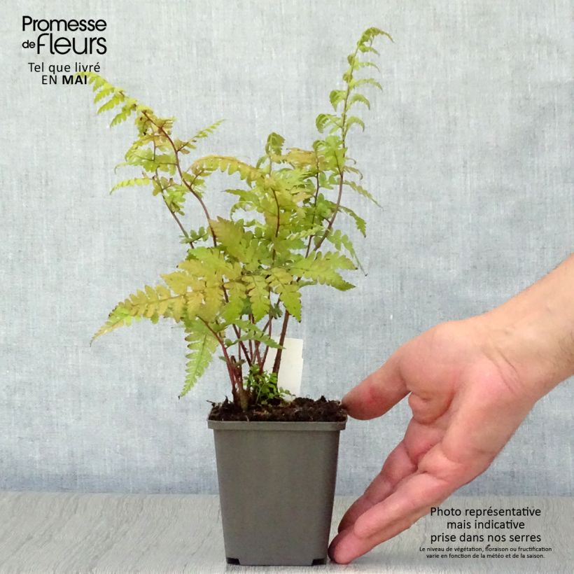 Example of Athyrium vidalii - Asiatischer Frauenfarn Kleine Töpfe von 8/9 cm as you get in printemps