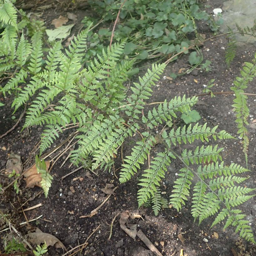 Athyrium vidalii - Asiatischer Frauenfarn (Foliage)