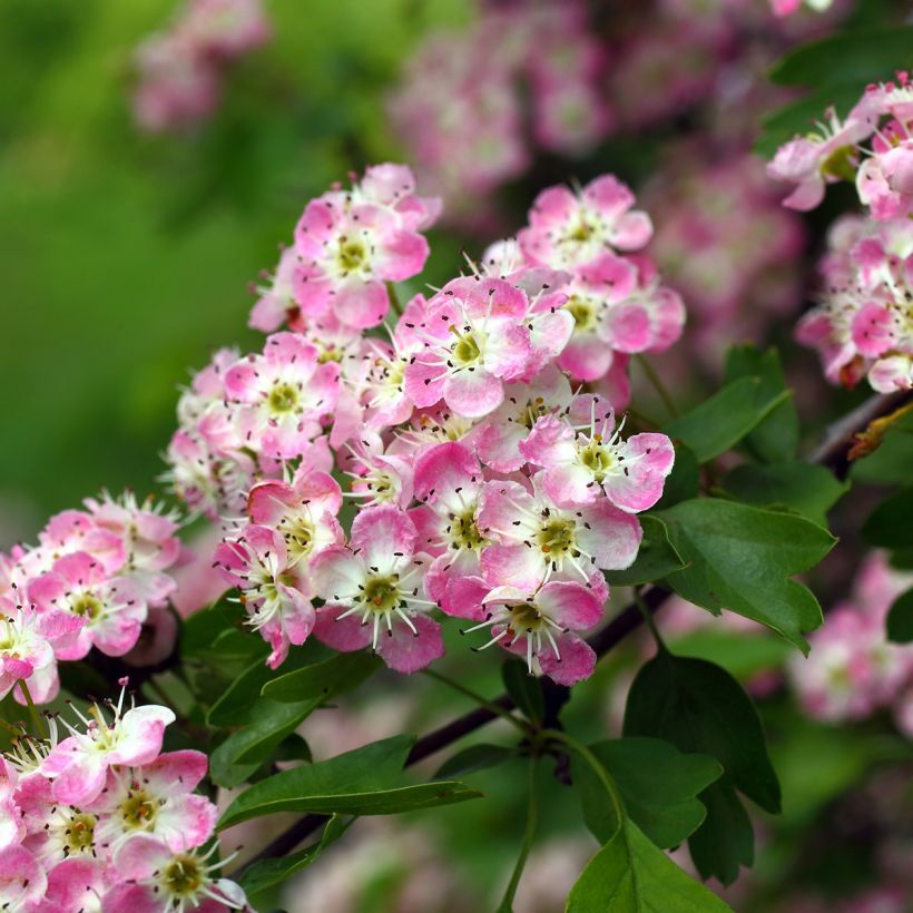 Crataegus Princesse Sturdza - Weißdorn (Blüte)