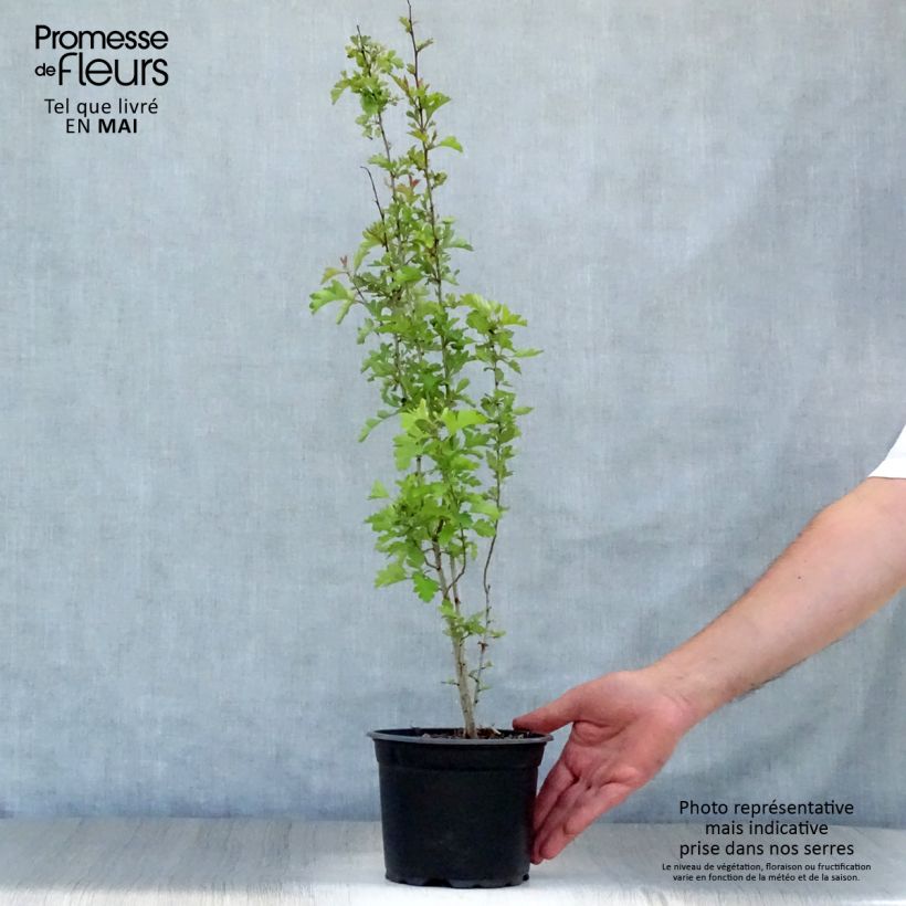 Example of Crataegus monogyna - Eingriffliger Weißdorn Topf mit 2L/3L as you get in printemps