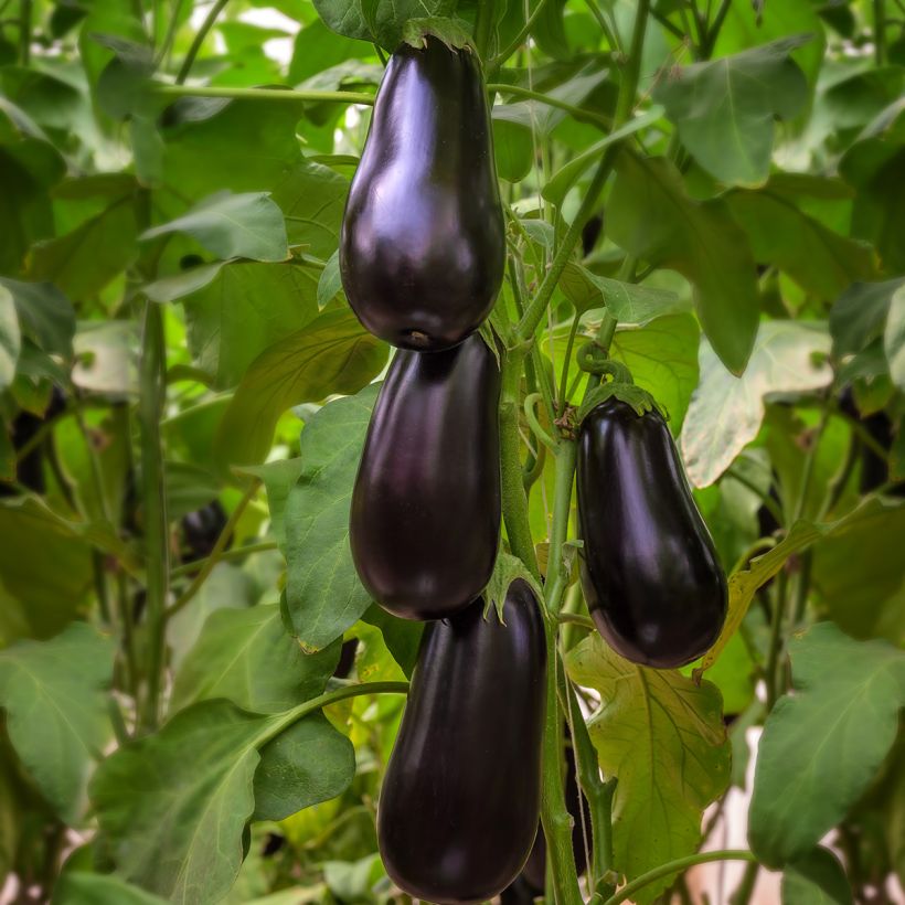 Aubergine Black Beauty AB Bio (Wuchs)