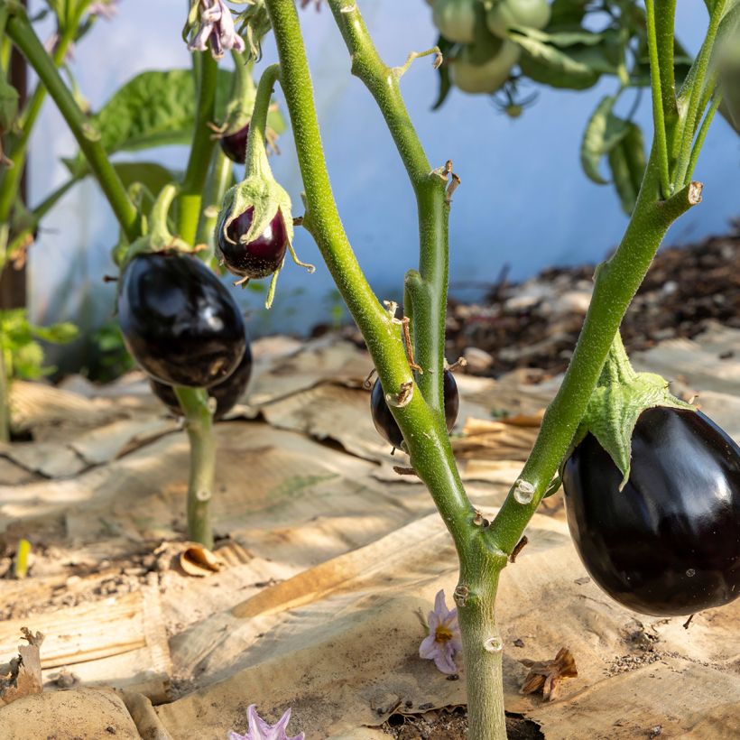 Aubergine Bonica (Plant habit)