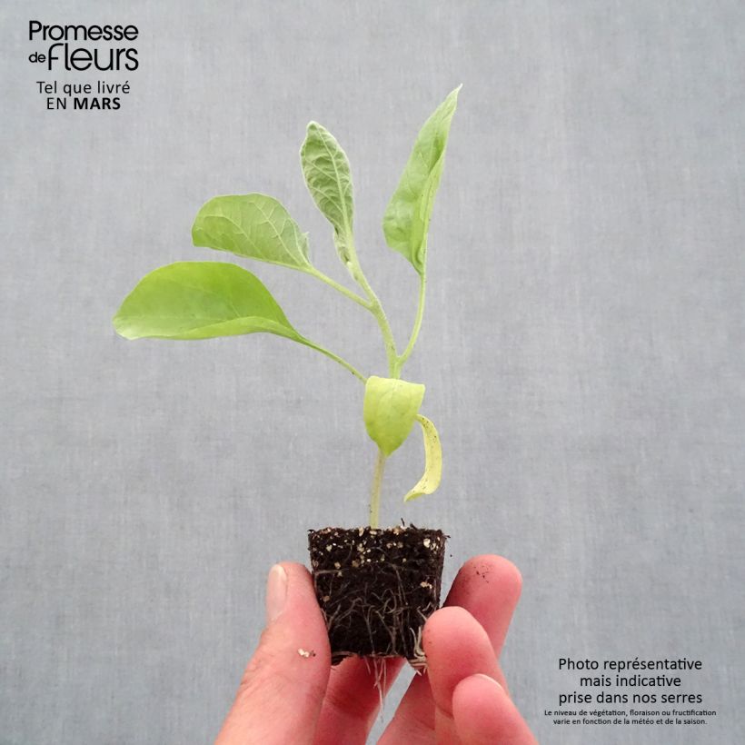 Exemplar von Aubergine Bonica F1 Mini-Plug Ø 3/4 cm wie im Frühjahr geliefert