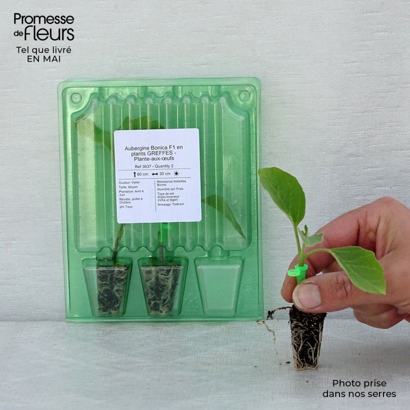 Example of Aubergine Bonica (Veredelte Aubergine) Mini-Plug Ø 1,5/2,5 cm as you get in printemps