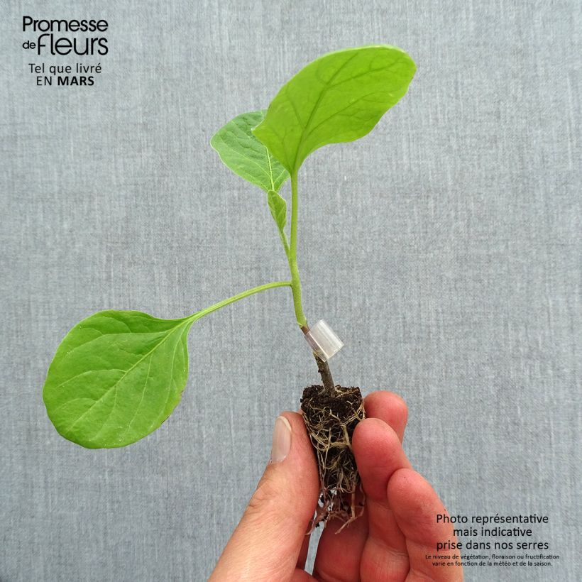 Example of Aubergine Clara F1 Bio (Veredelte Aubergine) Mini-Plug Ø 1,5/2,5 cm as you get in printemps