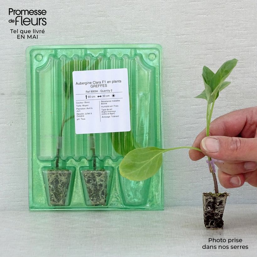 Example of Aubergine Clara F1 (Veredelte Aubergine) Mini-Plug Ø 3/4 cm as you get in printemps