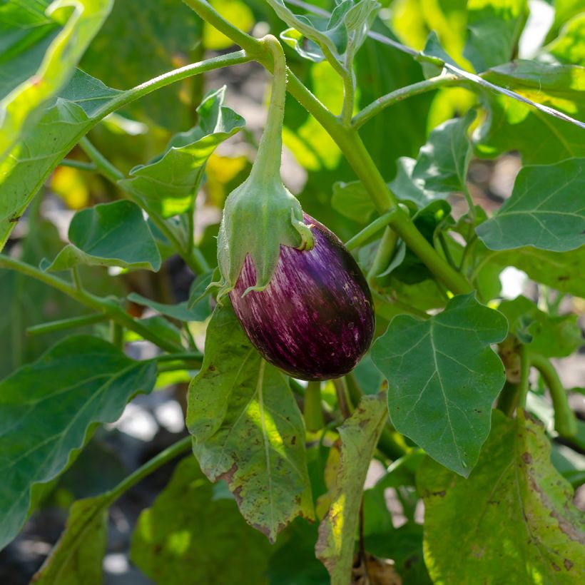 Aubergine Listada de Gandia (Wuchs)
