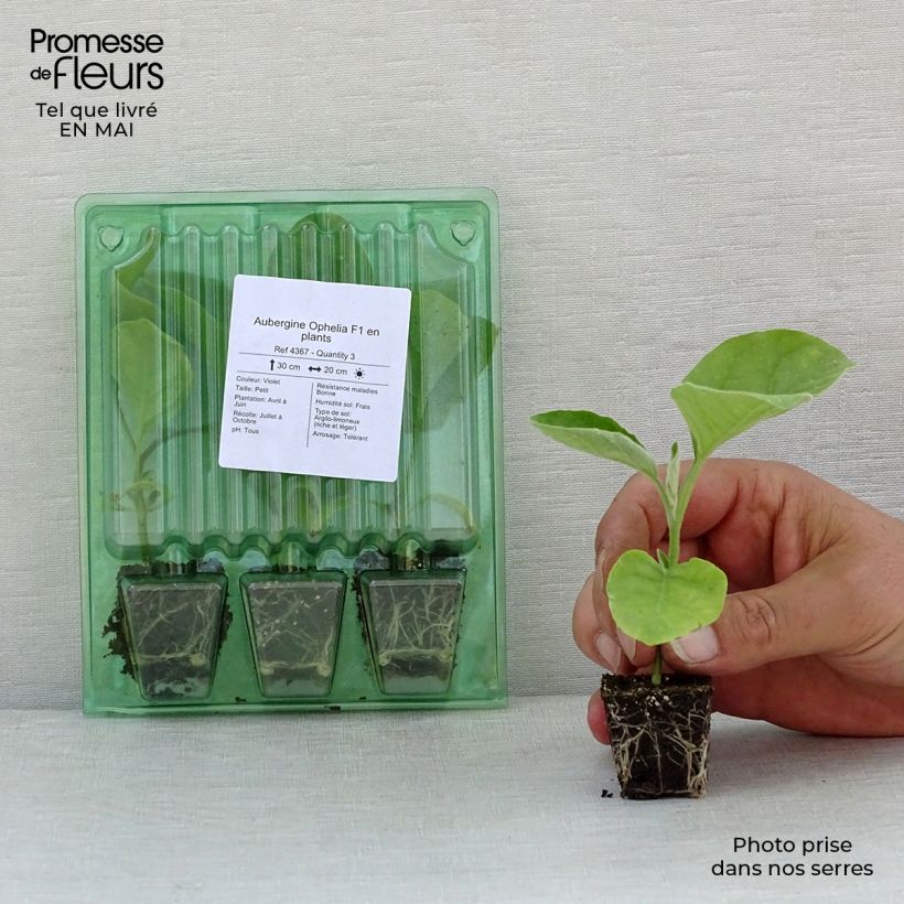Exemplar von Aubergine Ophelia F1 (Pflanzen) Mini-Plug Ø 3/4 cm wie im Frühjahr geliefert