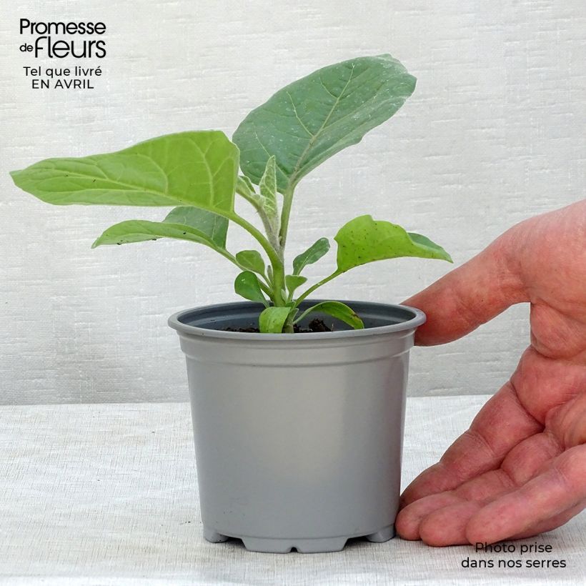 Exemplar von Aubergine Ophelia F1 (Pflanzen) Kleine Töpfe von 8/9 cm wie im Frühjahr geliefert