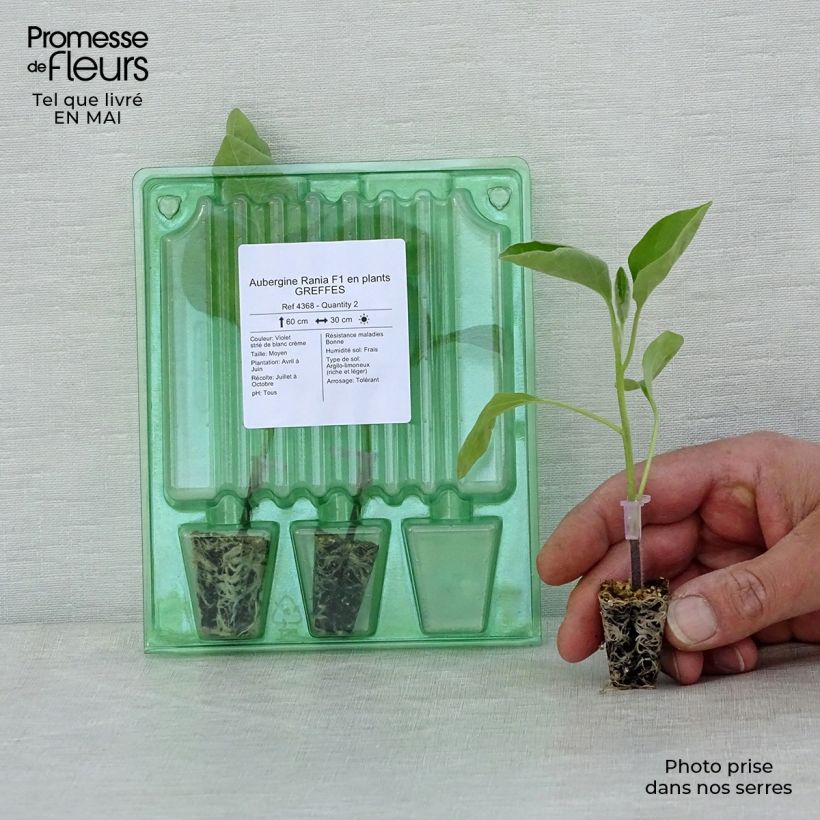 Example of Aubergine Rania F1 (Veredelte Aubergine) Mini-Plug Ø 3/4 cm as you get in printemps