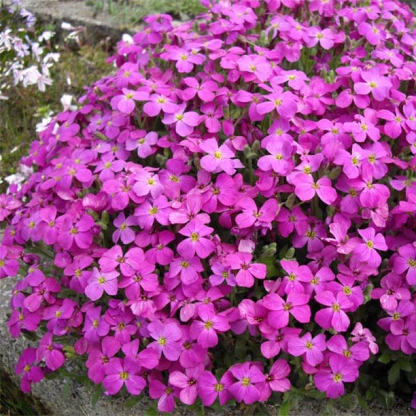 Blaukissen Bressingham Red - Aubrieta (Wuchs)