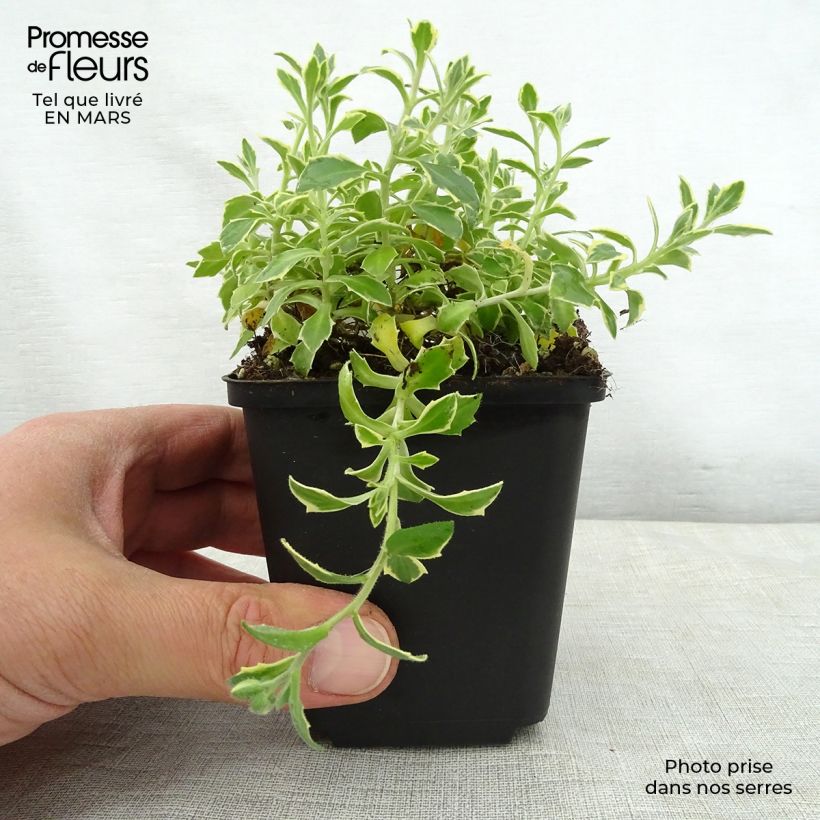 Exemplar von Blaukissen Dr Mules Variegated - Aubrieta Kleine Töpfe von 8/9 cm wie im Frühjahr geliefert