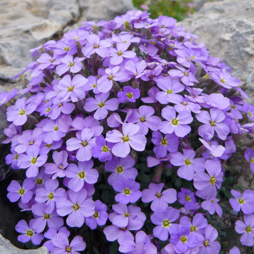 Blaukissen Novalis Blue - Aubrieta (Wuchs)