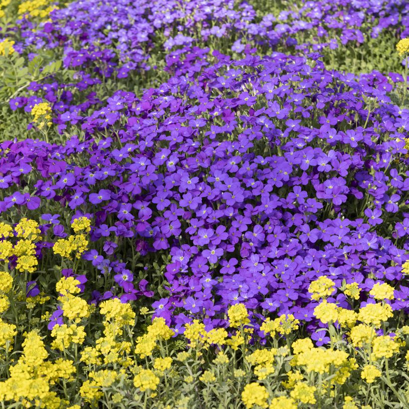 Blaukissen Royal Blue - Aubrieta (Wuchs)