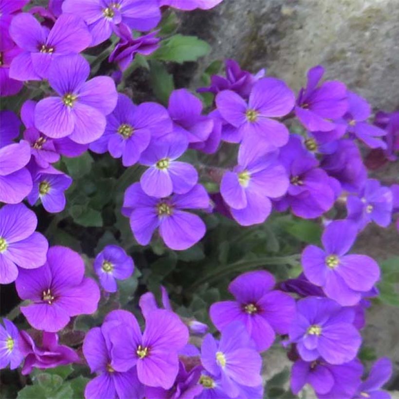 Blaukissen Cascade Purple - Aubrieta (Flowering)