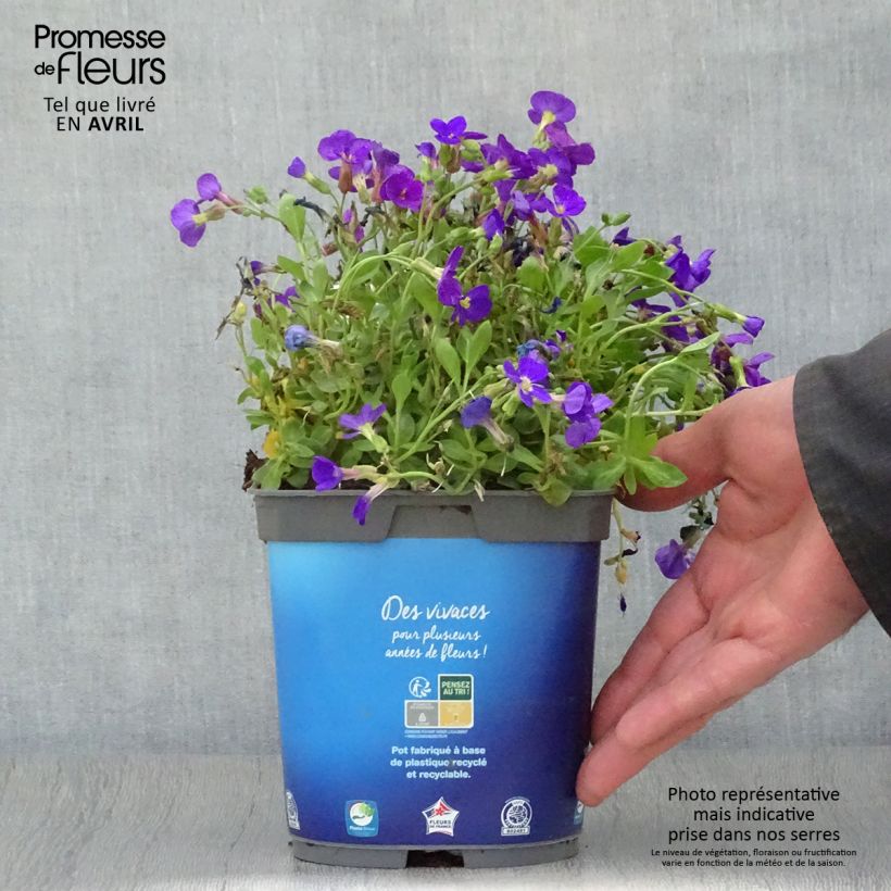 Example of Blaukissen Kitte Blue - Aubrieta Topf mit 2L/3L as you get in printemps