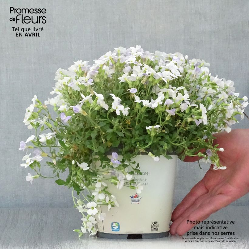 Example of Blaukissen Kitte White - Aubrieta Topf mit 2L/3L as you get in printemps
