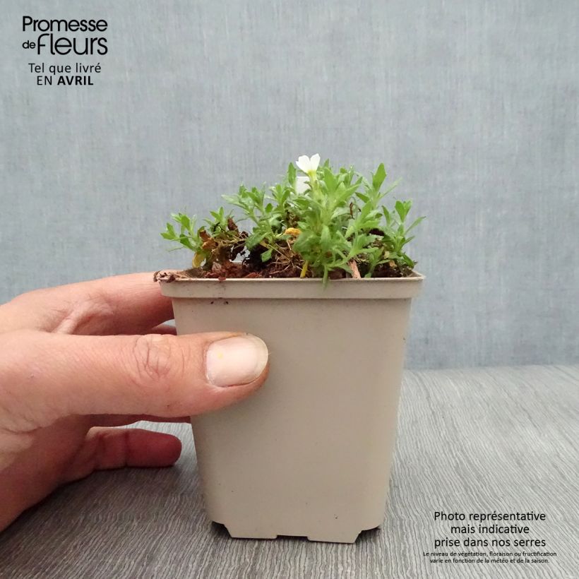 Exemplar von Blaukissen Fiona - Aubrieta Kleine Töpfe von 8/9 cm wie im Frühjahr geliefert