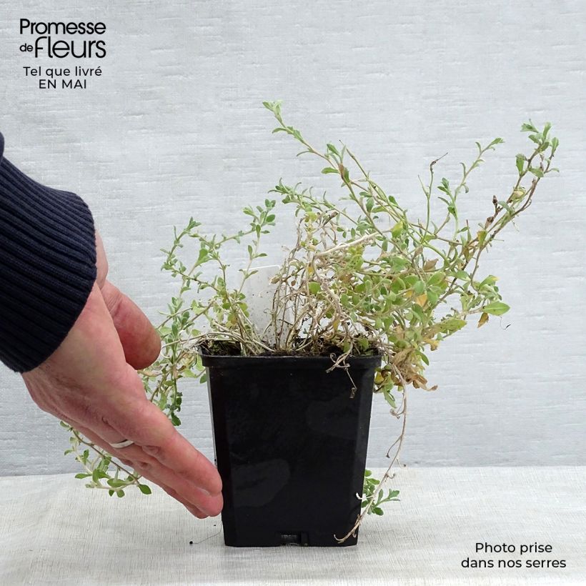 Example of Blaukissen Cascade Blue - Aubrieta Kleine Töpfe von 8/9 cm as you get in printemps