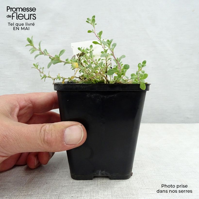 Example of Blaukissen Cascade Purple - Aubrieta Kleine Töpfe von 8/9 cm as you get in printemps