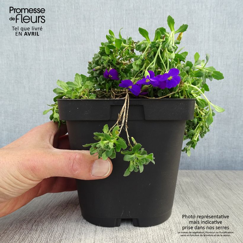 Example of Blaukissen Cascade Purple - Aubrieta Topf mit 2L/3L as you get in printemps