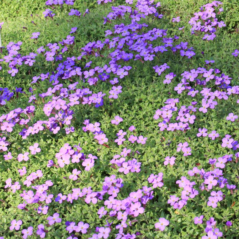 Aubrieta canescens ssp. cilicica - Blaukissen (Wuchs)