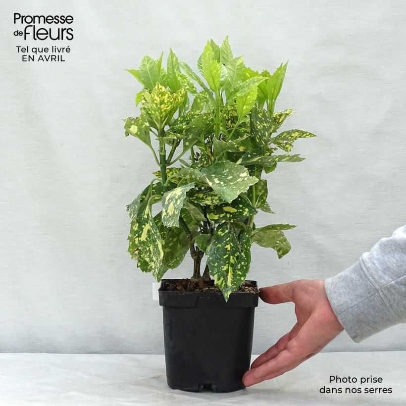 Example of Aucuba japonica Crotonifolia - Japanische Goldorange Topf mit 2L/3L as you get in printemps