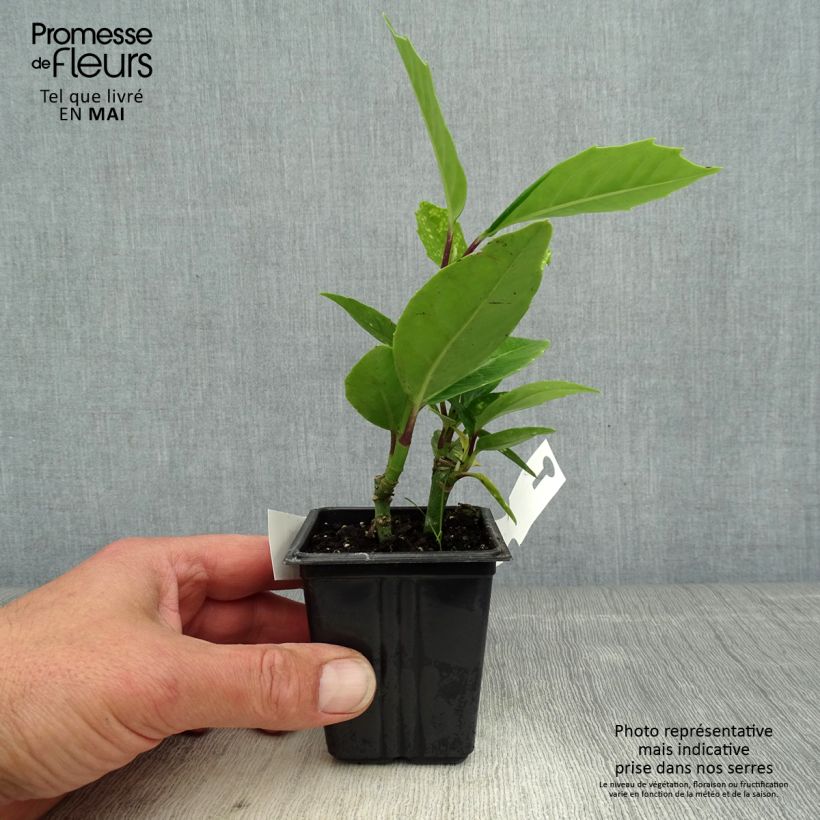 Example of Aucuba japonica Crotonifolia - Japanische Goldorange Kleine Töpfe von 8/9 cm as you get in printemps