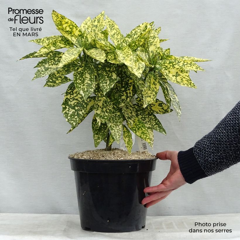 Example of Aucuba japonica Crotonifolia - Japanische Goldorange Topf mit 7,5L/10L as you get in printemps