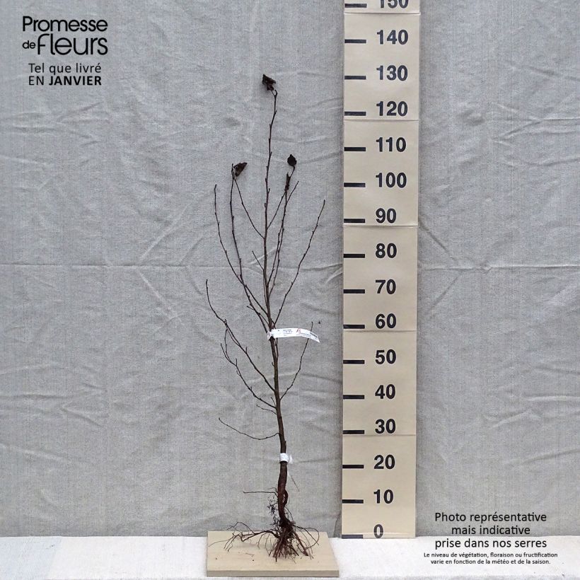 Exemplar von Alnus cordata - Italienische Erle Wurzelnackt wie im Winter geliefert