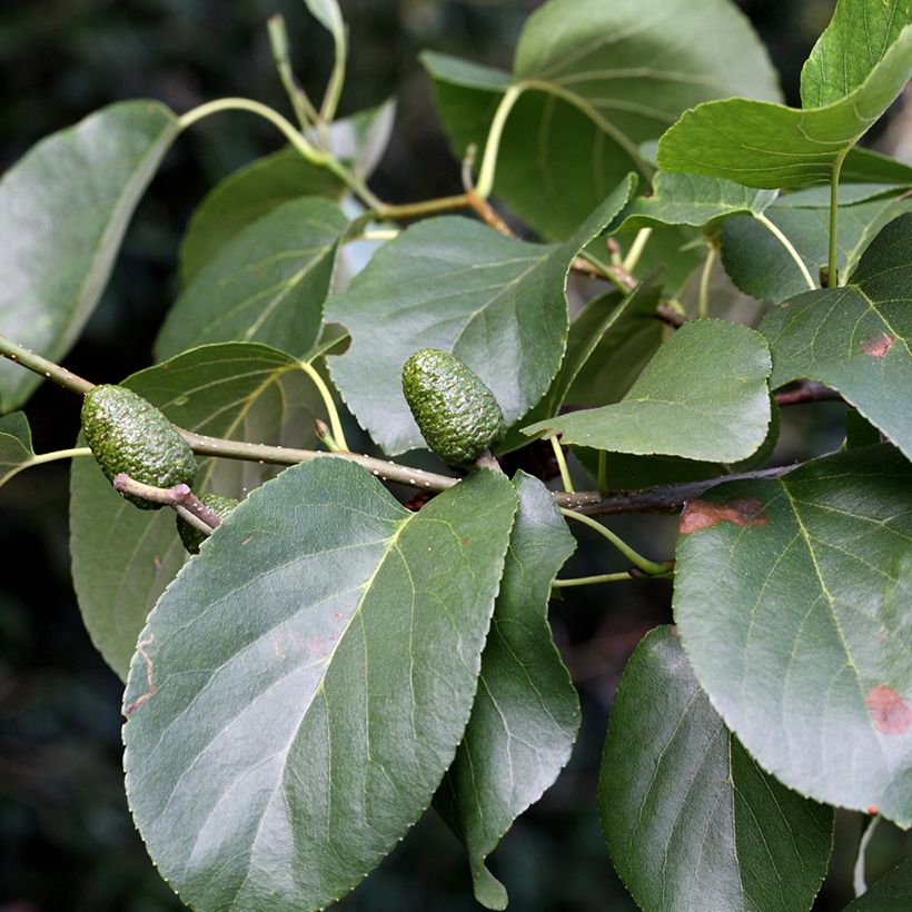 Alnus cordata - Italienische Erle (Laub)