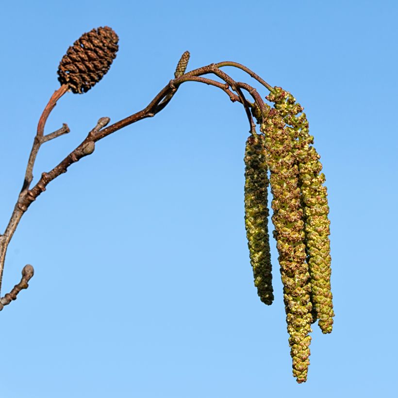 Alnus cordata - Italienische Erle (Ernte)