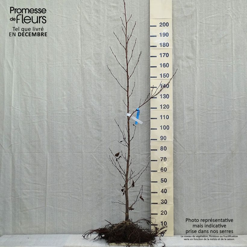 Exemplar von Alnus glutinosa - Schwarz-Erle Wurzelnackt wie im Winter geliefert