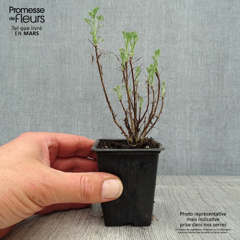 Example of Eberraute - Artemisia abrotanum Kleine Töpfe von 7/8 cm as you get in printemps