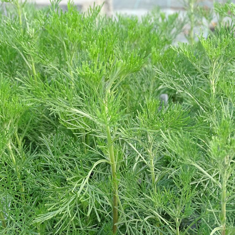 Eberraute - Artemisia abrotanum (Foliage)
