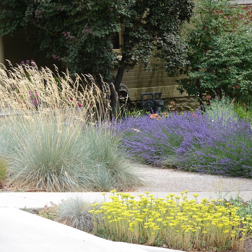 Wiesenhafer - Helictotrichon sempervirens (Wuchs)