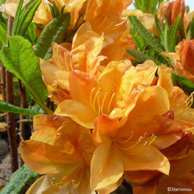 Sommergrüne Azalee Hortulanus H Witte - Azalea mollis (Blüte)