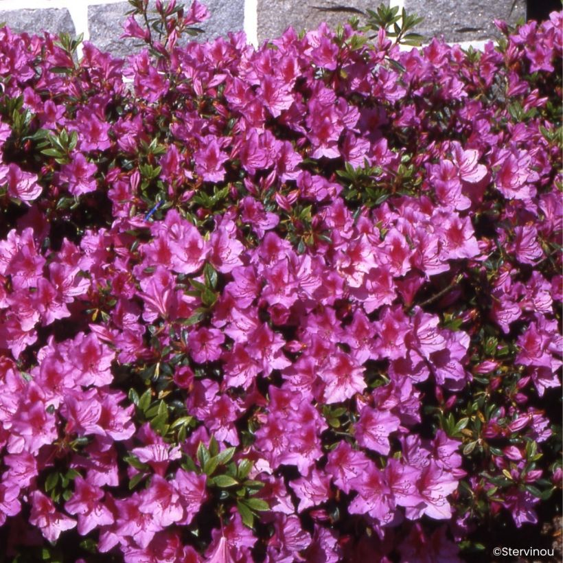 Japanische Azalee Beethoven - Azalea (Wuchs)