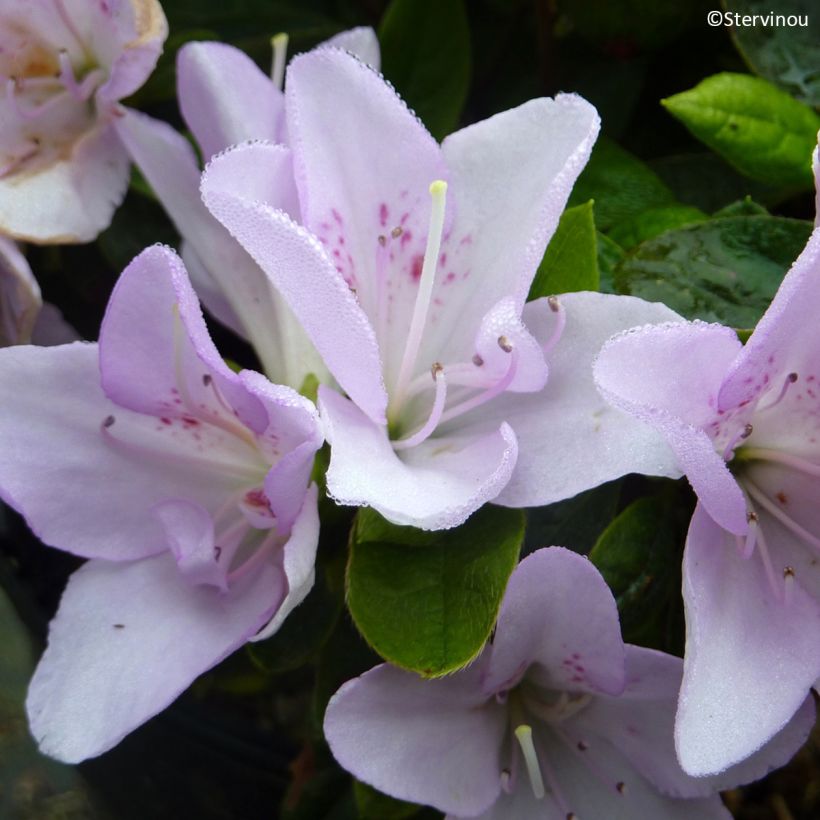 Japanische Azalee Rêve de Lilas - Azalea (Blüte)