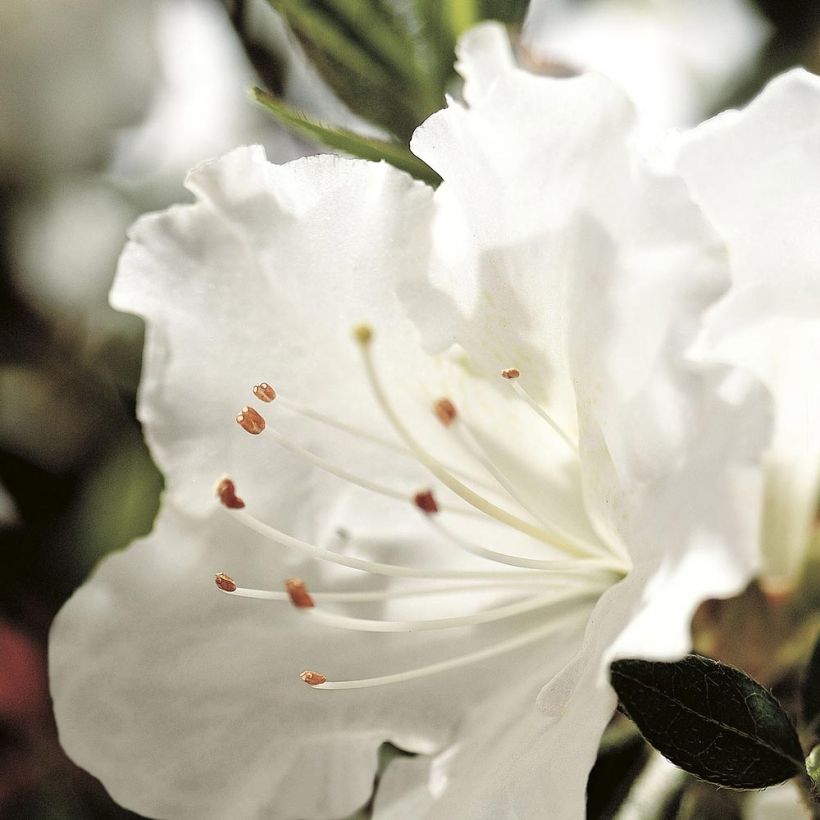 Japanische Azalee ENCORE Ivory - Azalea (Blüte)