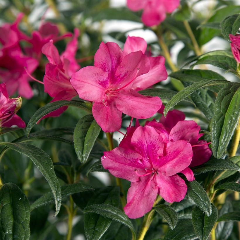 Japanische Azalee ENCORE Jewel - Azalea (Laub)