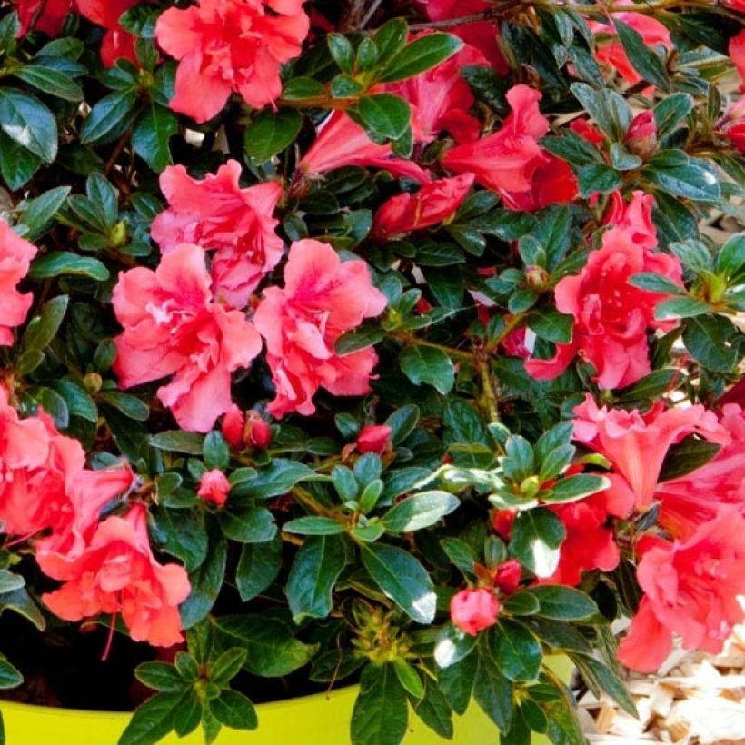 Japanische Azalee ENCORE Princess - Azalea (Laub)