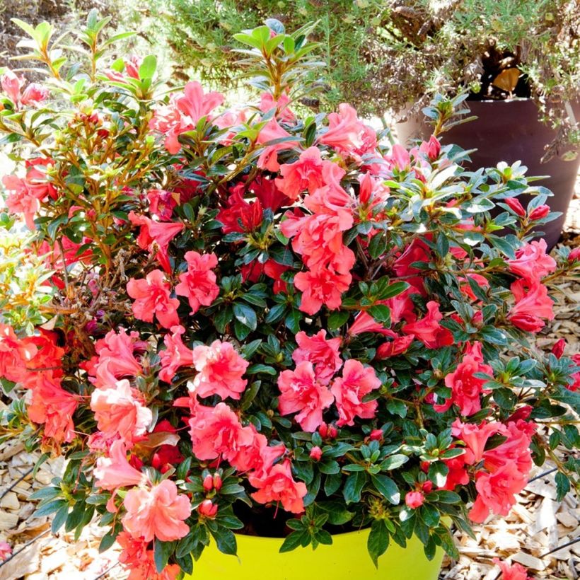 Japanische Azalee ENCORE Princess - Azalea (Wuchs)