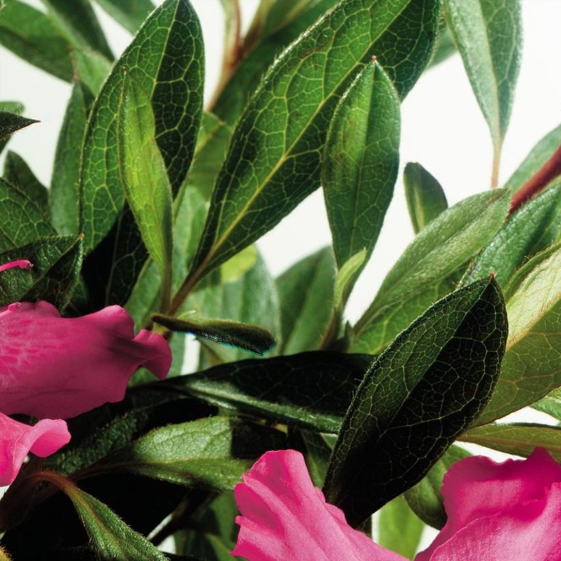 Japanische Azalee ENCORE Sundance - Azalea (Foliage)