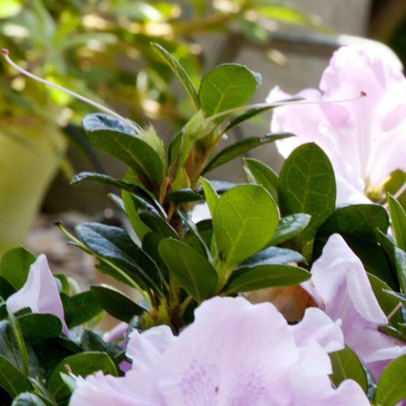 Japanische Azalee ENCORE Sweetheart - Azalea (Foliage)