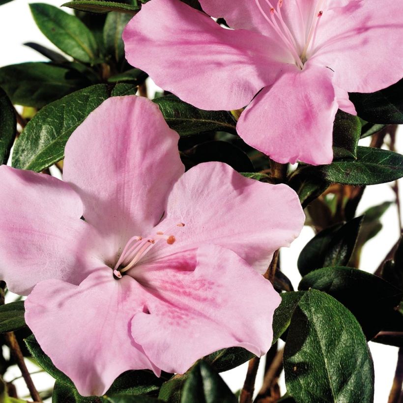 Japanische Azalee ENCORE Sweetheart - Azalea (Flowering)